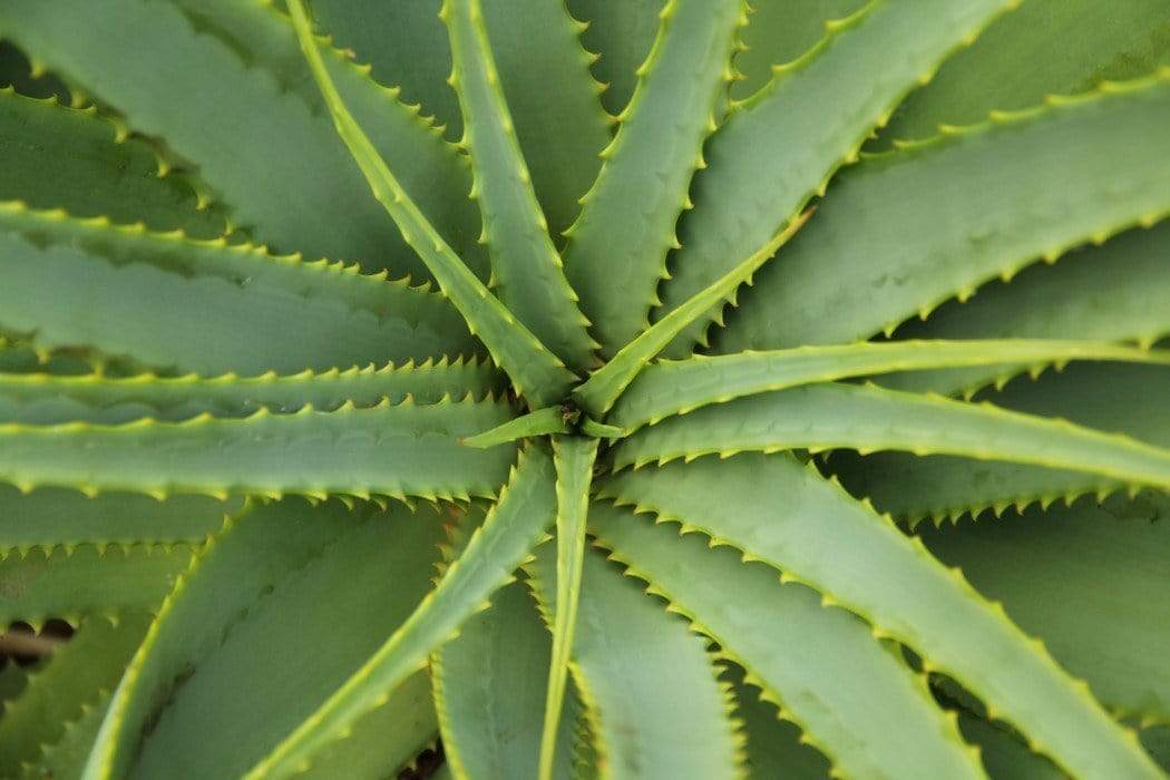 glutathione with aloe vera peeling cream fake vs real FDA Advisory No.2024-0391 || Public Health Warning Against the Purchase and Use of Unnotified Cosmetic TANAKO CREAM Real Fresh Foam, Green Tea,