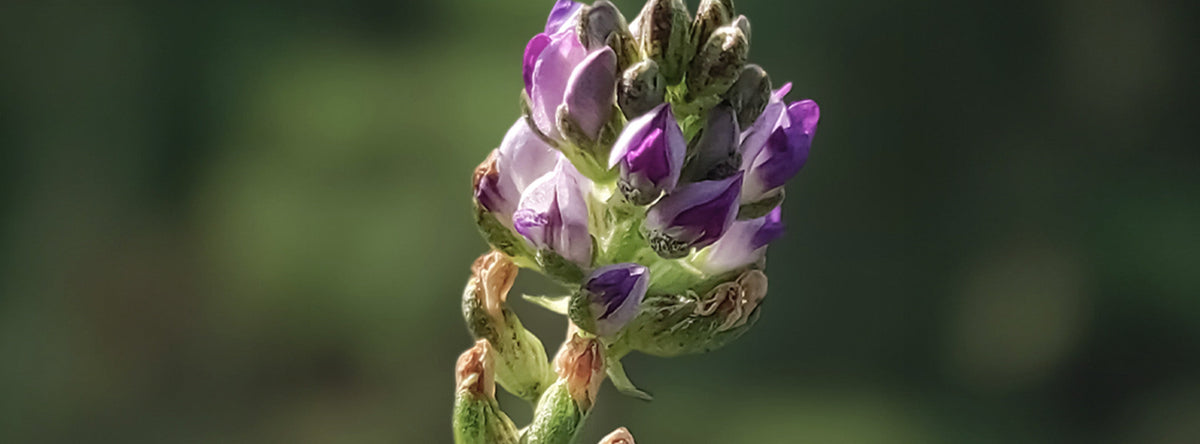 A close-up of purple lupine flower buds against a blurred green background.