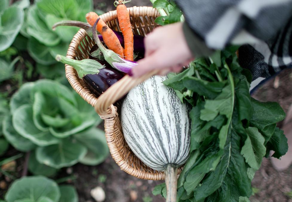 A Healthy Holiday Season with Vermont Juice Co.