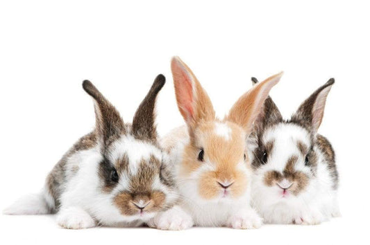 Three fluffy, spotted bunnies that are cruelty free