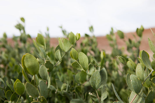Our Sustainability Commitment