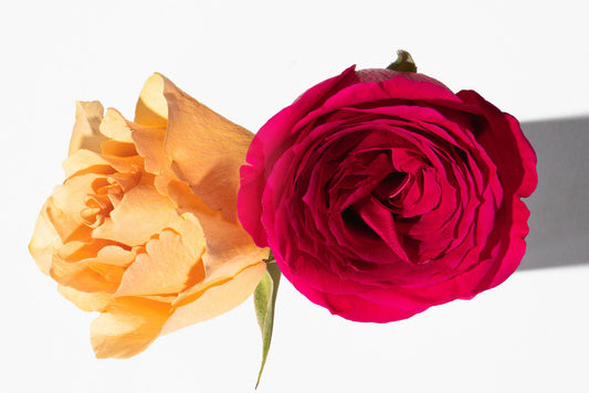 Ingredient Highlight: Rose Extract