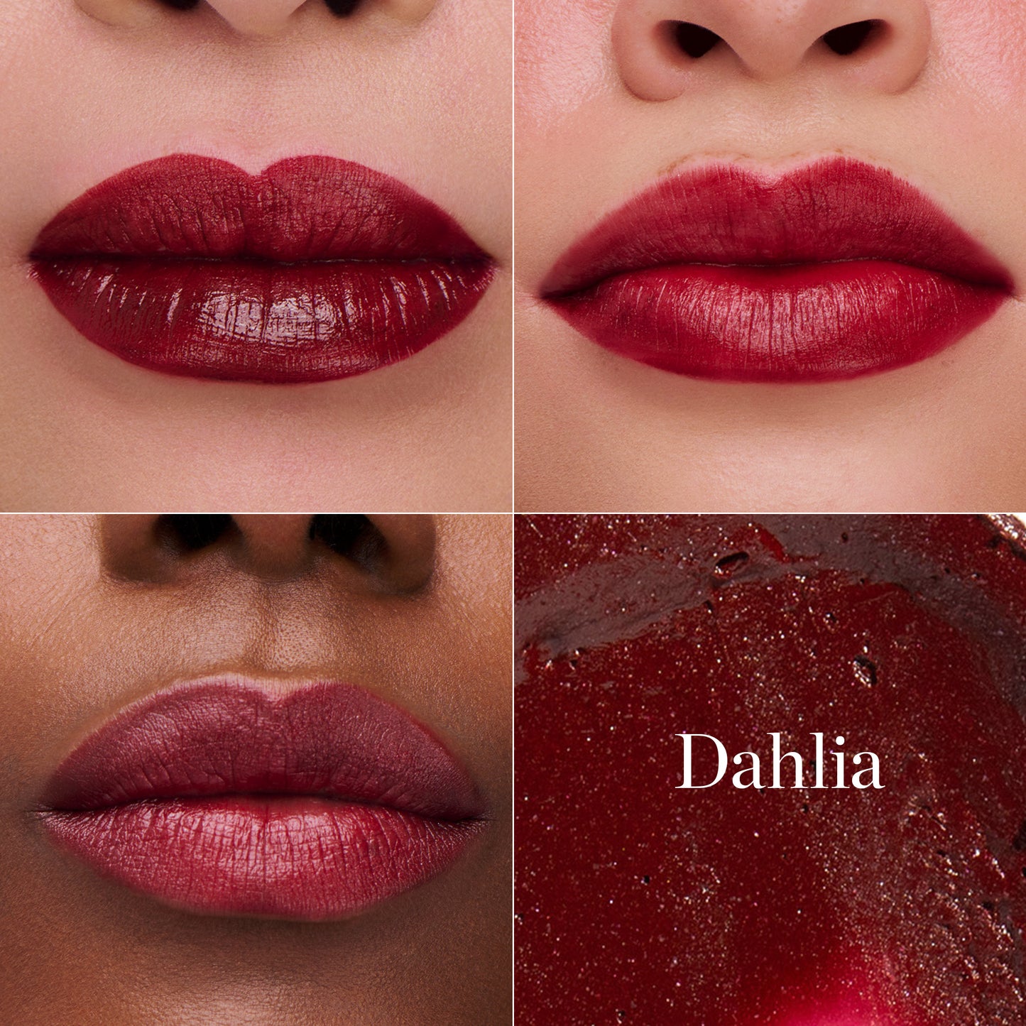 DAHLIA - BURGUNDY WINE