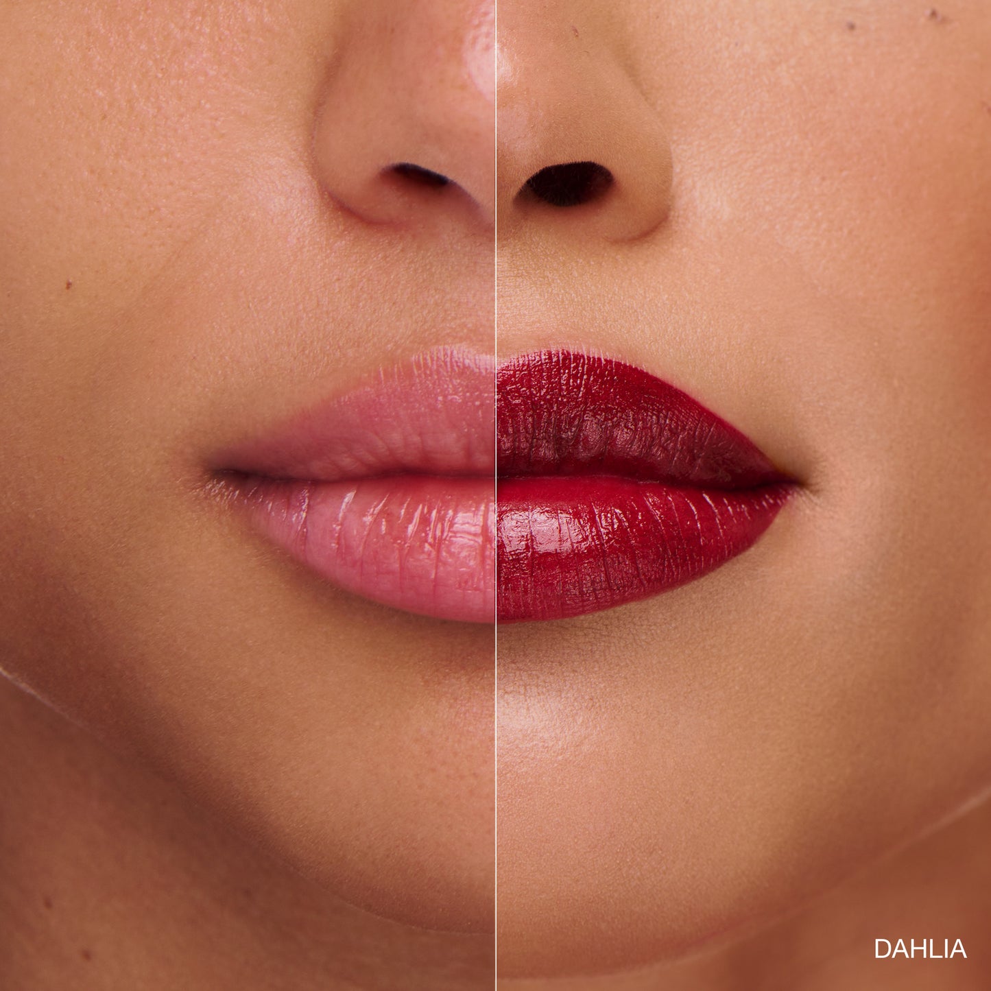 DAHLIA - BURGUNDY WINE