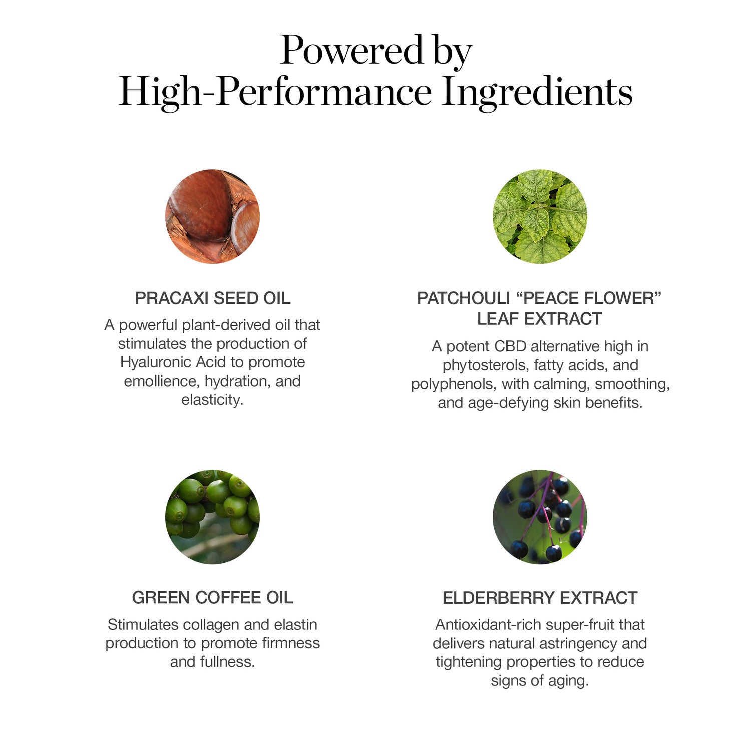 Chestnut 13.75 W - Deep auburn with rich-golden undertones