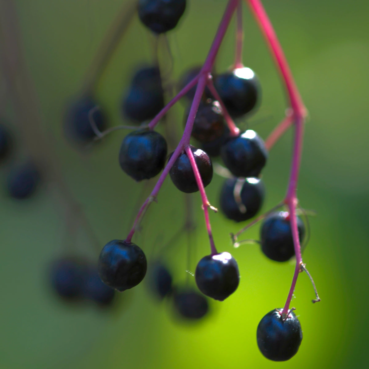 community ingredient elderberry